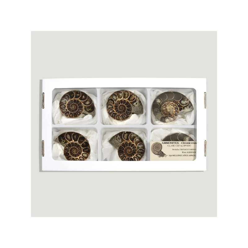Fossil Ammonites polished 6-6,5cm (Al6)