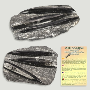 3 Orthoceras small polished/embossed plate 15x12 approx.