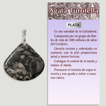 AGATE TURRITELA Pendentif en argent - Forme assortie