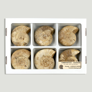Fossile Ammonite Choffatia -Madagascar 7/8Cm – (Al6)
