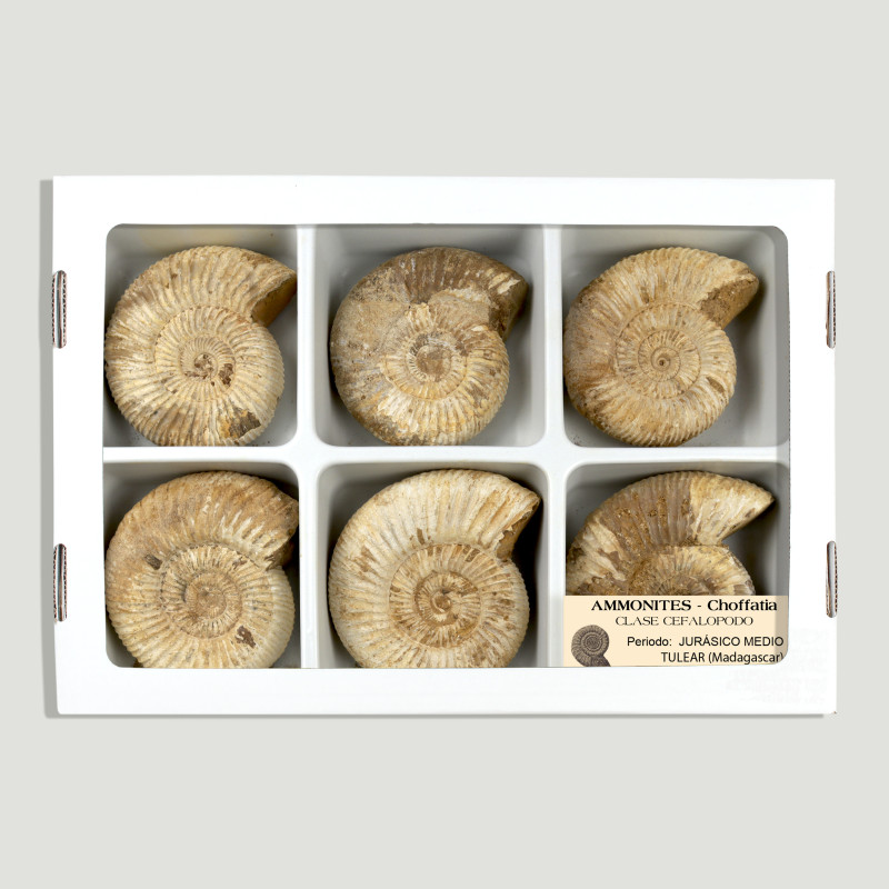 Fossil Ammonite Choffatia -Madagascar 7/8Cm – (Al6)