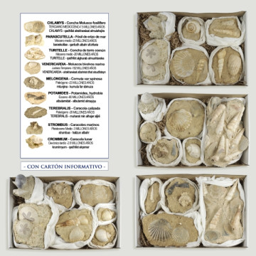 Marine Fossils Brittany France 33x22cm