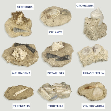 Fósiles Marinos La Bretaña Francia 33x22cm