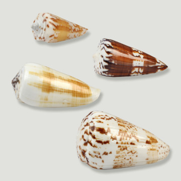 Mixed conus small assortment PRICE/KG