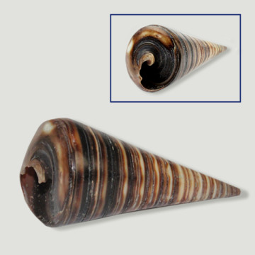 Télescope Cerithium assorti