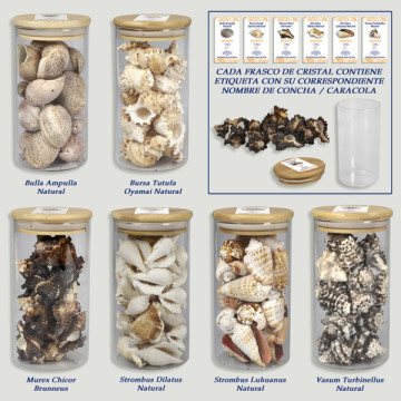 Shells in glass jar 8x15cm - Set 3