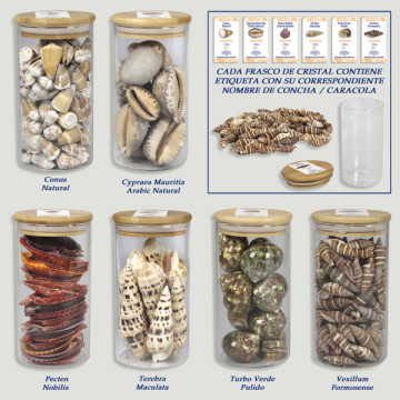 Shells in glass jar 8x15cm - Set 4