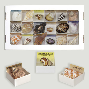 Boîte 4x4 - Collection de coquillages assortis