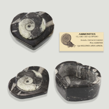 Heart box. 6.5cm. Ammonites