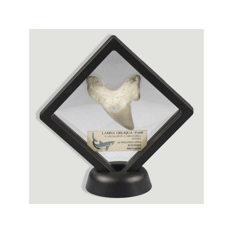 Adaptable frame 9x9 - Shark Tooth 5/7cm Adaptable frame 9x9 - Shark Tooth 5/7cm