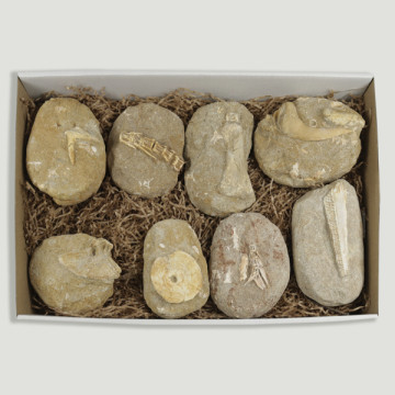 Fósiles Marinos surtidos en Matriz. 33X22cm (caja)