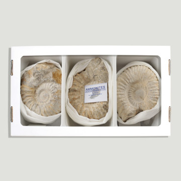 Ammonites agadir Morocco. 8-10cm (Al3)