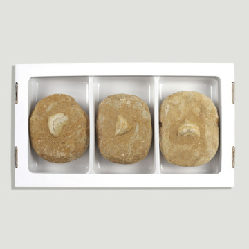 Fossil Corax teeth matrix. 7cm approx.