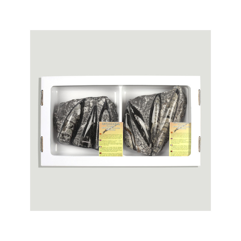 Orthocera plate. Polished with relief. 12-14cm approx. Orthocera plate. Polished with relief. 12-14cm approx.