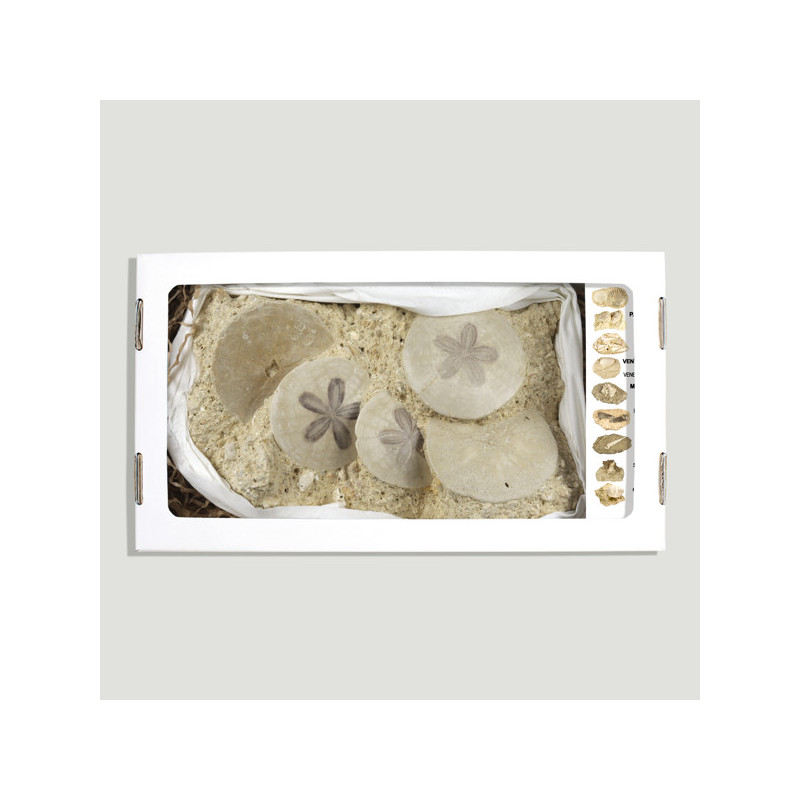 Marine Fossils. Brittany. Model 03. 26x14x5cm. Marine Fossils. Brittany. Model 03. 26x14x5cm.