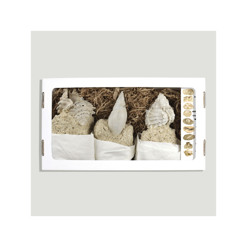 Marine Fossils. Brittany. Model 06. 26x14x5cm. Marine Fossils. Brittany. Model 06. 26x14x5cm.