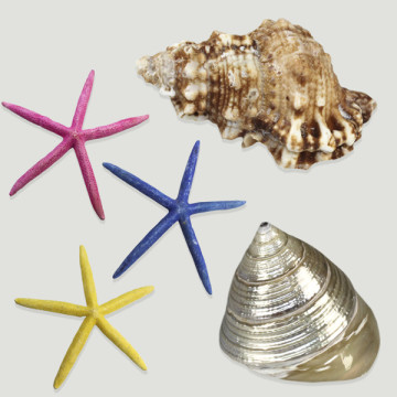 Set No. 11 – Modelos Estrella jungle, Bursa rubeta natural y Trochus maculatus, surtidas