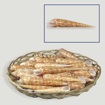 Terebra subulata natural basket 8-10cm (25units)