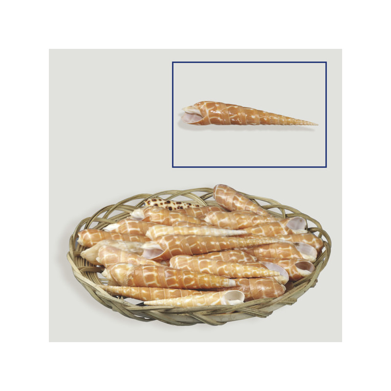 Terebra subulata natural basket 8-10cm (25units) Terebra subulata natural basket 8-10cm (25units)