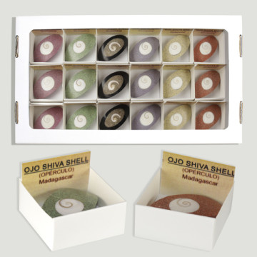 4x4 Box - Oval Shiva Eye Shell - Madagascar