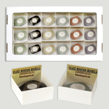 4x4 Box - Square Shiva Eye Shell - Madagascar