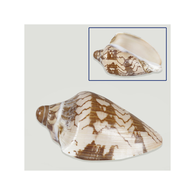 Voluta nobilis. 8-10cm aprox. Voluta nobilis. 8-10cm aprox.