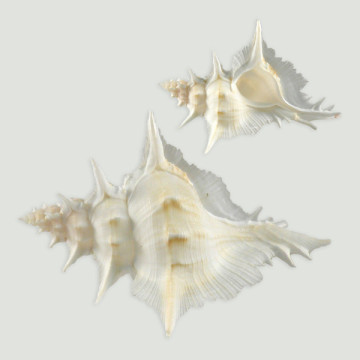 Murex Shell Alabaster +6 cm.
