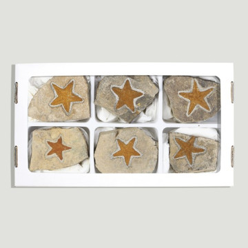 Fossil Starfish Stenastes - (AL 6)