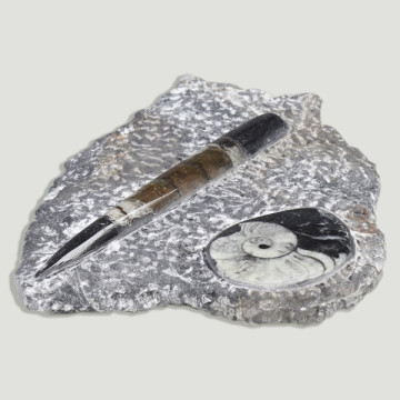 Orthocera/Ammonites plate cut base 16cm approx