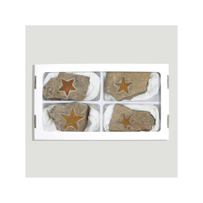 Fossil Starfish Stenastes - (AL 4) Fossil Starfish Stenastes - (AL 4)