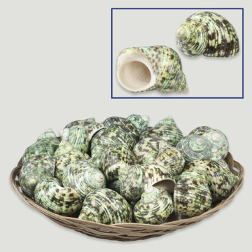 Polished green Turbo silver mouth basket. 6 cm. (40 units)