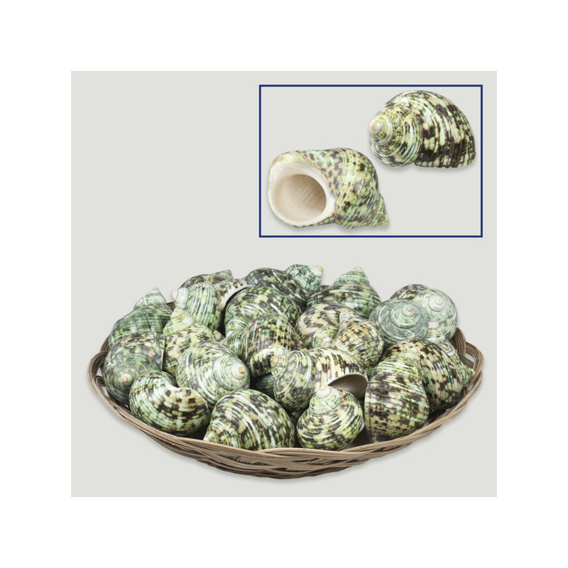 Polished green Turbo silver mouth basket. 6 cm. (40 units) Polished green Turbo silver mouth basket. 6 cm. (40 units)