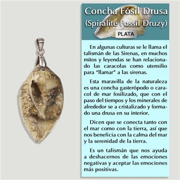 FOSSIL SHELL. SILVER Pendant. Assorted Shapes