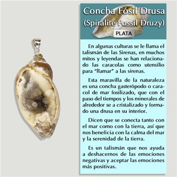 FOSSIL SHELL. SILVER Pendant. Assorted Shapes