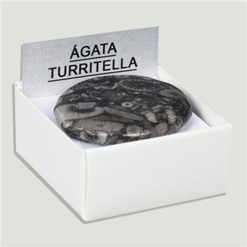 Coffret 4x4 - Agate Turritella – Wyoming (États-Unis)