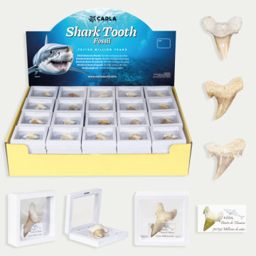 SHARK TOOTH. Dente de tubarão em moldura de silicone