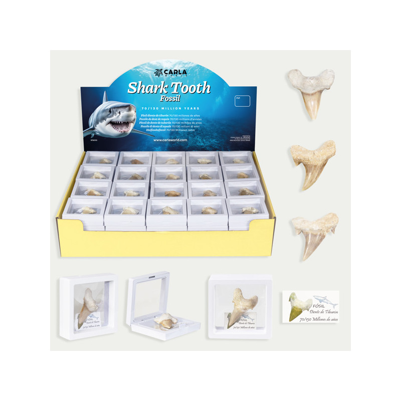 SHARK TOOTH. Dente de tubarão em moldura de silicone SHARK TOOTH. Dente de tubarão em moldura de silicone