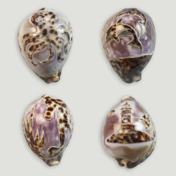 Cypraea tigris sculpté. Modèles assortis. 9-10cm