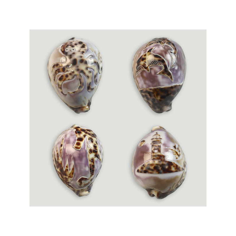 Cypraea tigris carved. Assorted models. 9-10cm Cypraea tigris carved. Assorted models. 9-10cm