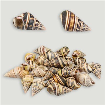 Bolsa Orthalicidae Sudamérica. (25 uds). 5-6 cm aprox. 