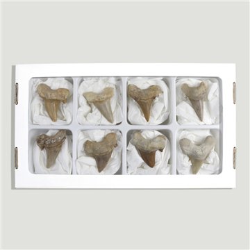 Shark tooth fossil. Grade A. Approx. 4.5-5cm