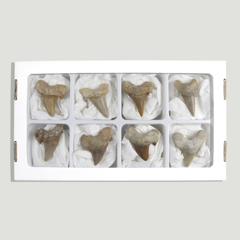 Shark tooth fossil. Grade A. Approx. 4.5-5cm Shark tooth fossil. Grade A. Approx. 4.5-5cm