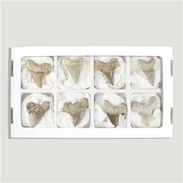 Fósil. Diente Tiburón. Calidad A. 4,5-5 cm