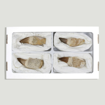 Fosil diente mosasauro 6-9cm con raiz