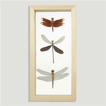 3 Dragonflies. Wooden frame. 24x15cm