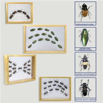 Assorted Beetles. Wooden frame. 20x25/30cm