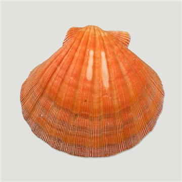 Lyropecten sub naranja. Natural base. 14cm
