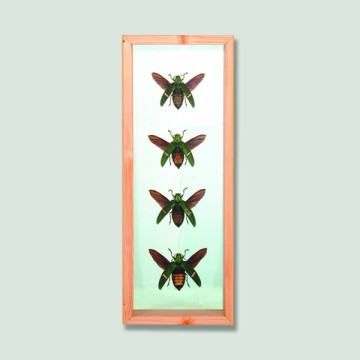 Marco con 4 coleopteros 41x15cm