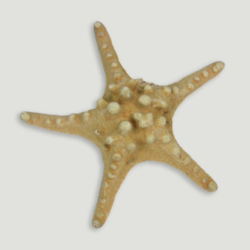 Sea star natural Ph. 20-25cm