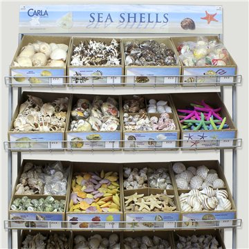 SEA SHELLS.  Expositor con 1.682 piezas